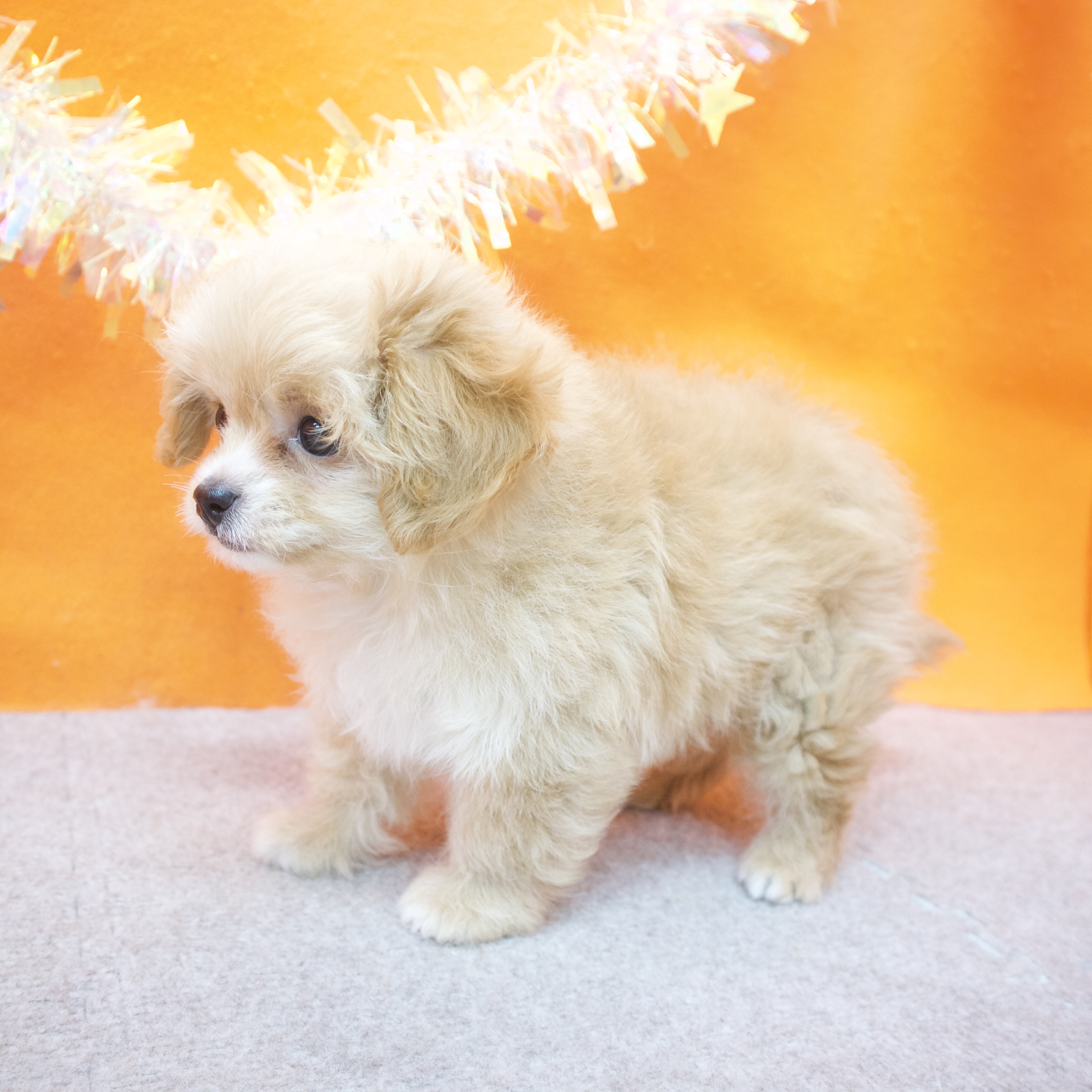 大阪府のチワプー/プーチー(チワワ×プードル) (犬の家＆猫の里吹田店/2026年1月8日生まれ/女の子/アプリコット)の子犬の4枚目の画像