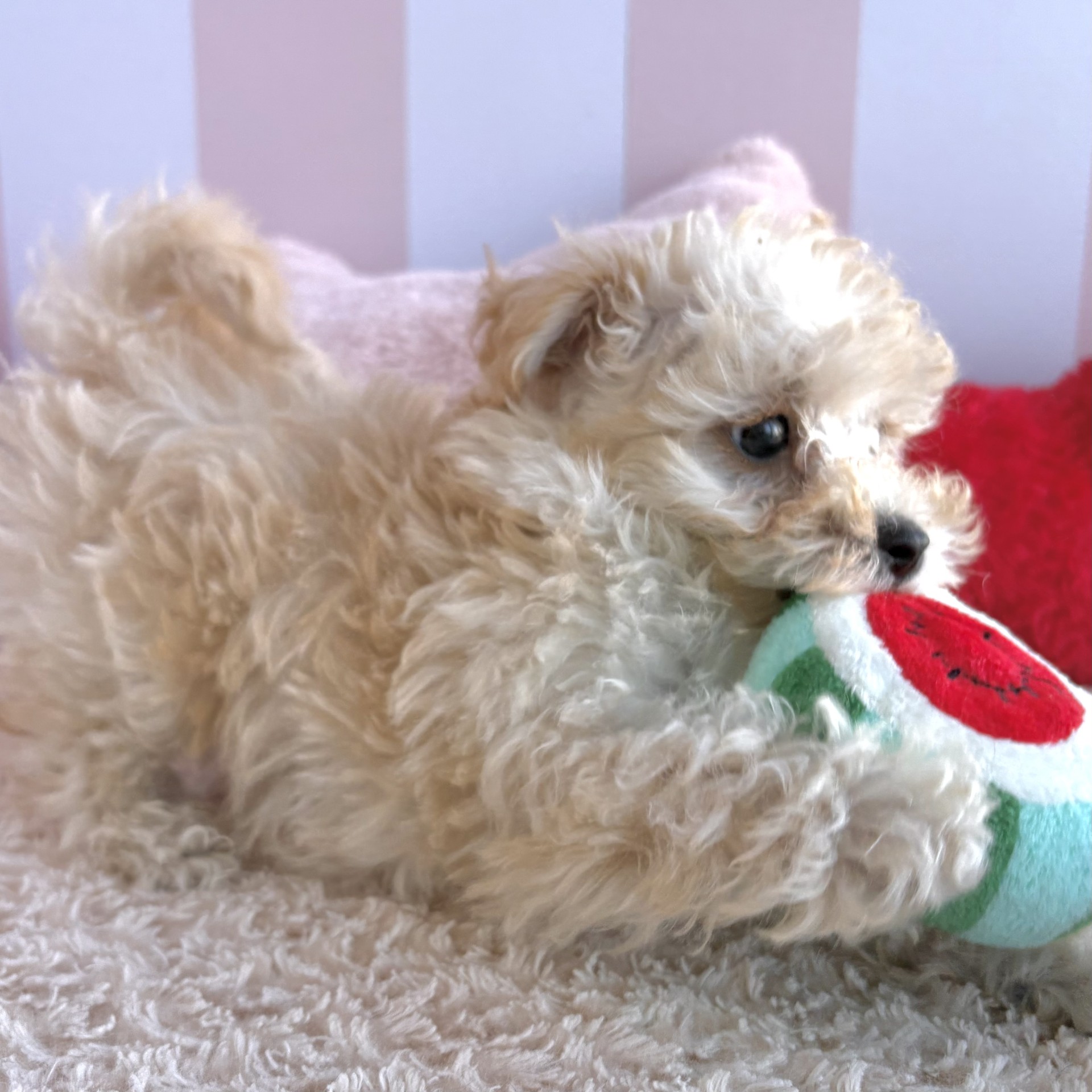 岡山県のマルプー(マルチーズ×プードル) (犬の家＆猫の里倉敷中庄店/2026年1月9日生まれ/男の子/クリーム)の子犬の4枚目の画像