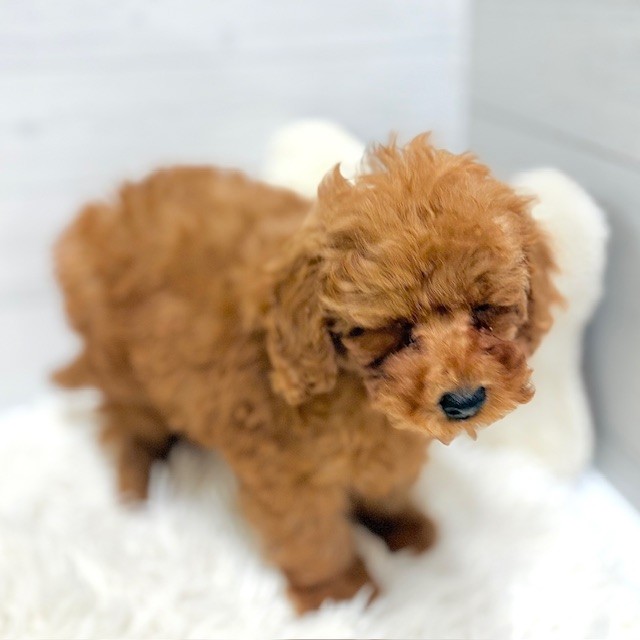 愛知県のトイプードル(トイ) (犬の家＆猫の里豊田店/2026年1月10日生まれ/男の子/レッドフォーン)の子犬の4枚目の画像