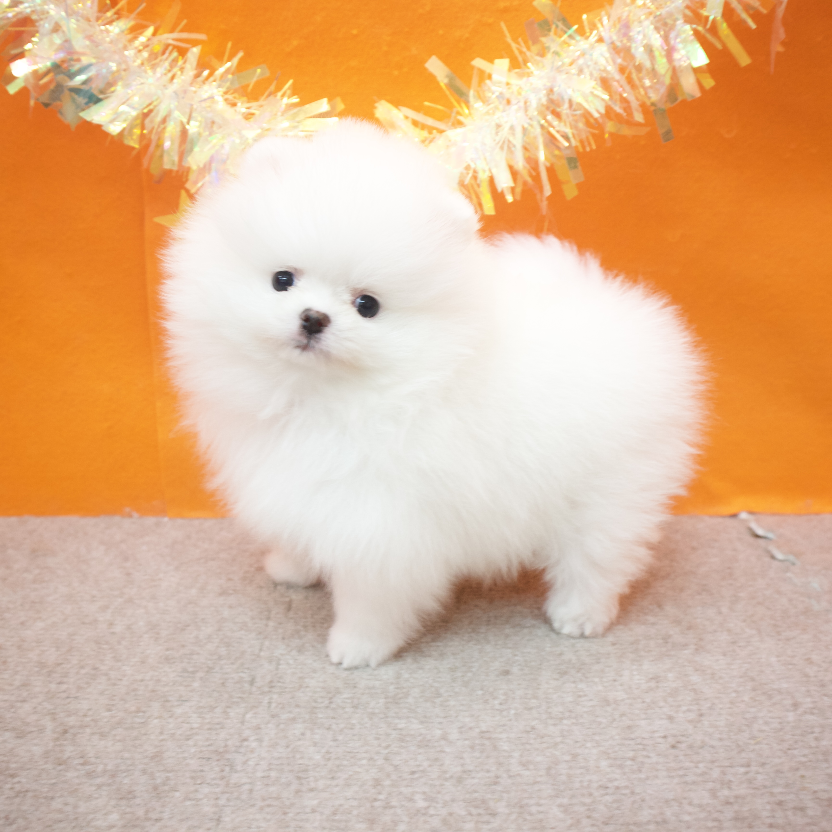 大阪府のポメラニアン (犬の家＆猫の里吹田店/2026年1月10日生まれ/女の子/ホワイト)の子犬の4枚目の画像