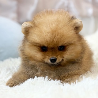 兵庫県のポメラニアン (犬の家＆猫の里カナート西神戸店/2026年1月10日生まれ/女の子/オレンジ)の子犬の4枚目の画像