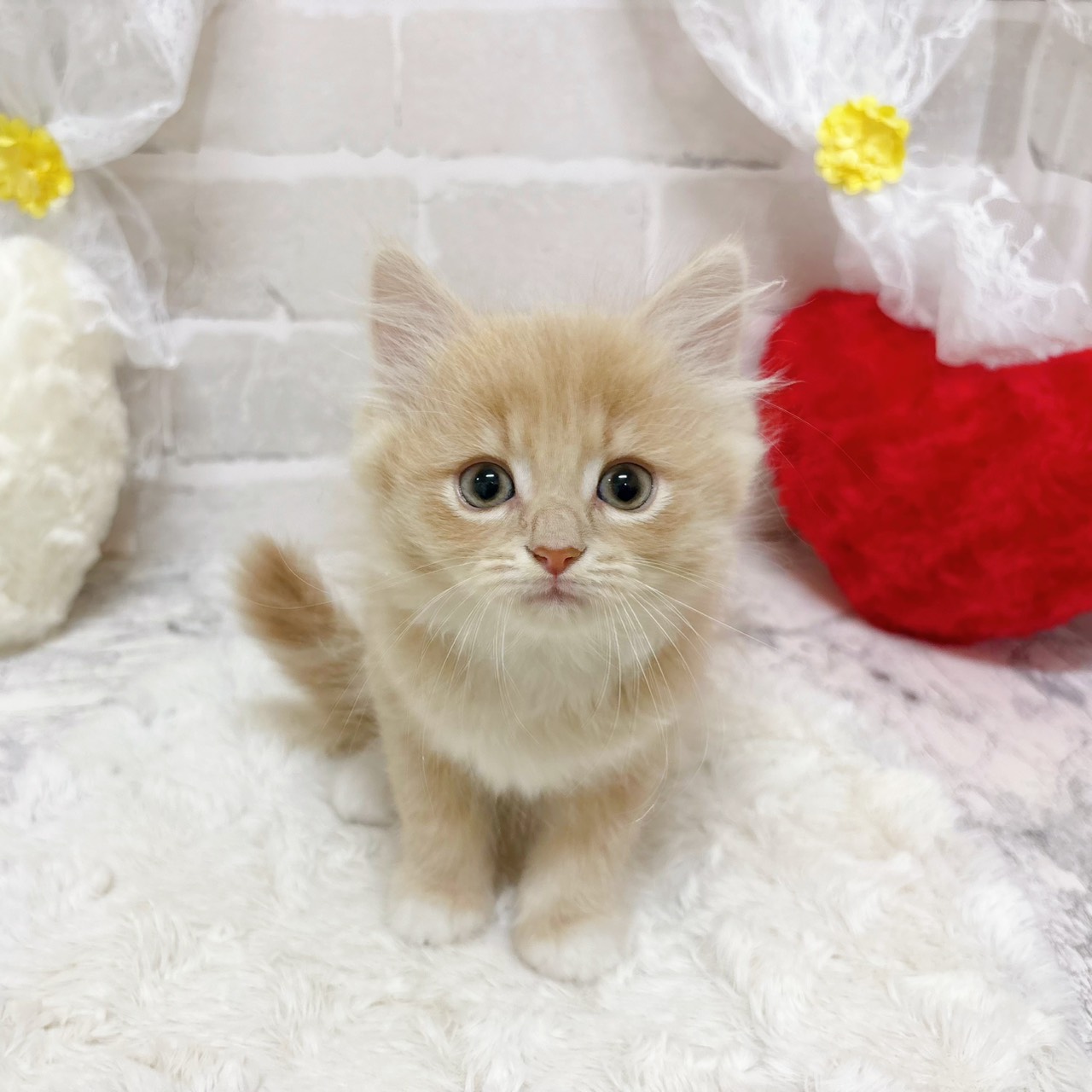 京都府のミヌエット (犬の家＆猫の里京都精華店/2026年1月10日生まれ/男の子/クリームタビーホワイト)の子猫の4枚目の画像