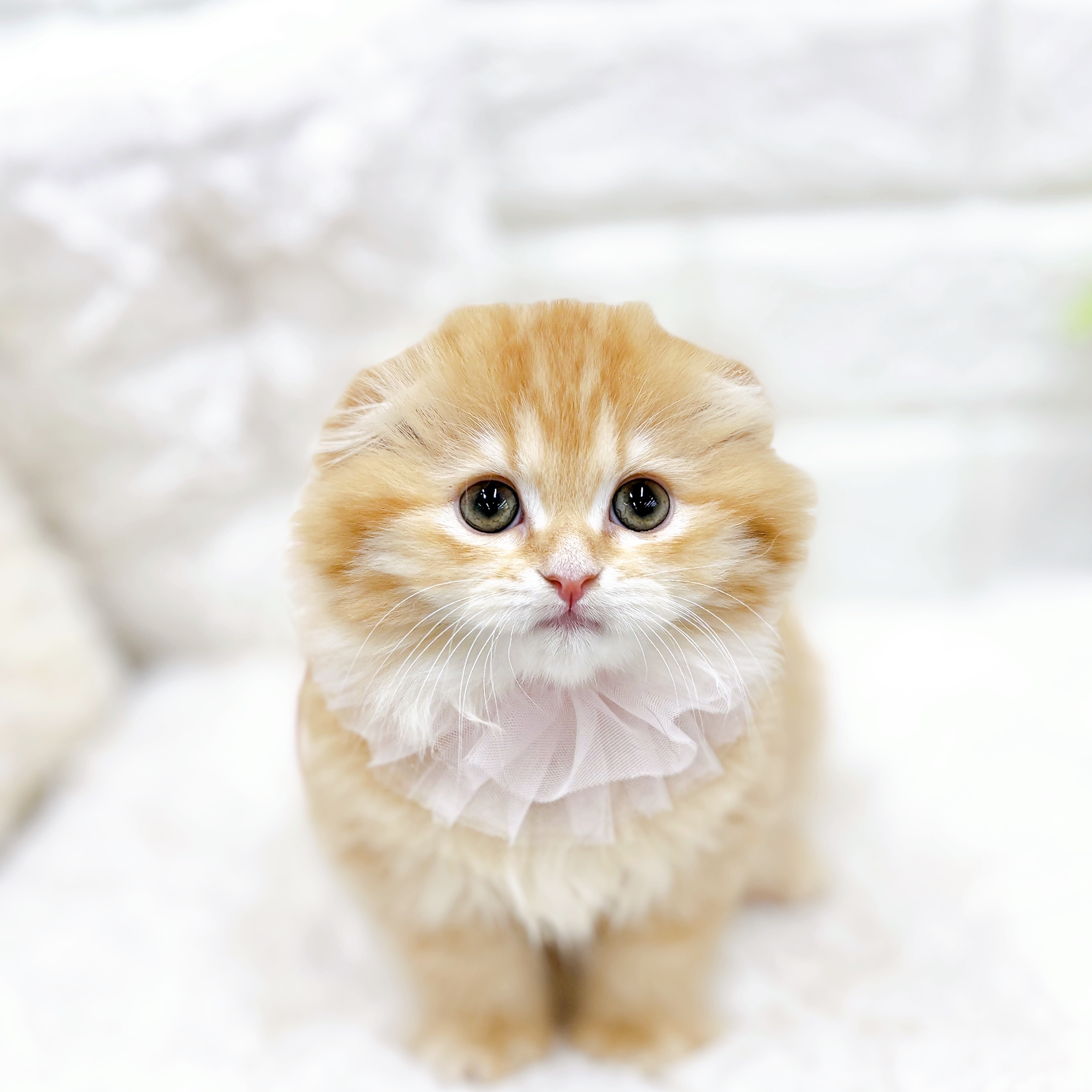 福井県のスコティッシュフォールド (犬の家＆猫の里アミーゴ福井店/2026年1月11日生まれ/女の子/レッドタビー)の子猫の4枚目の画像