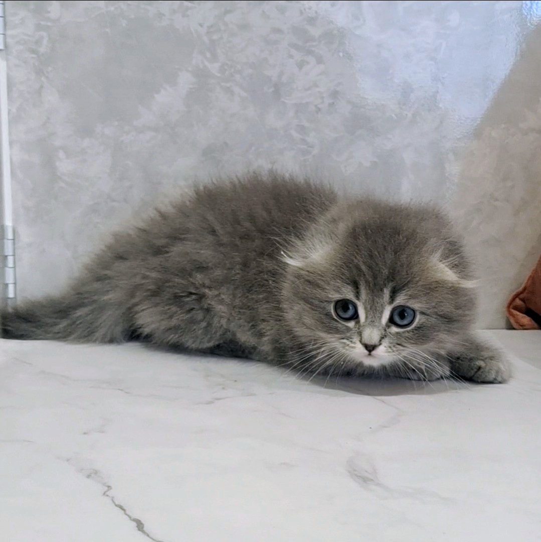 福岡県のスコティッシュフォールド (犬の家＆猫の里くりえいと宗像店/2026年1月4日生まれ/男の子/ブルータビー)の子猫の4枚目の画像