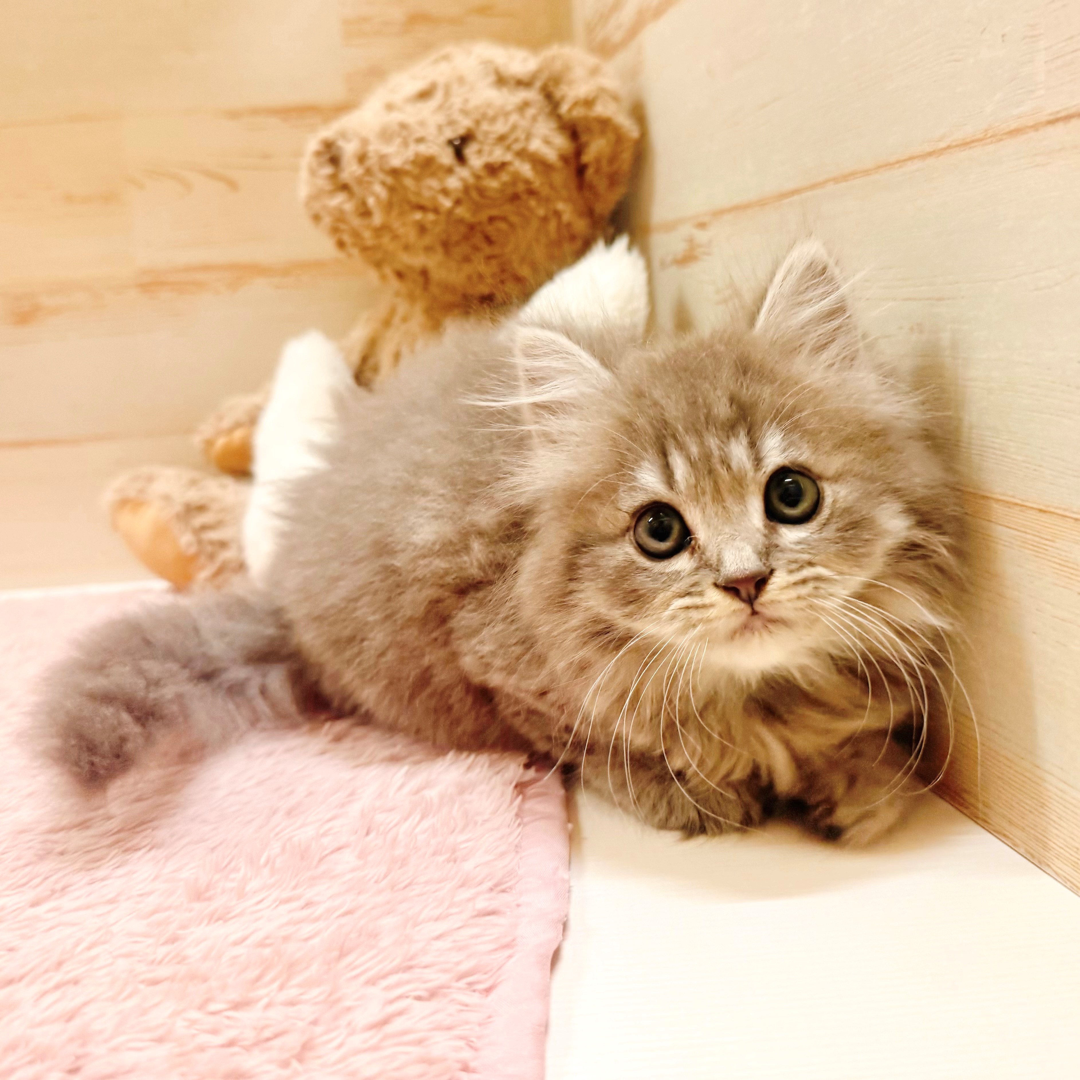 ミヌエット女の子の写真