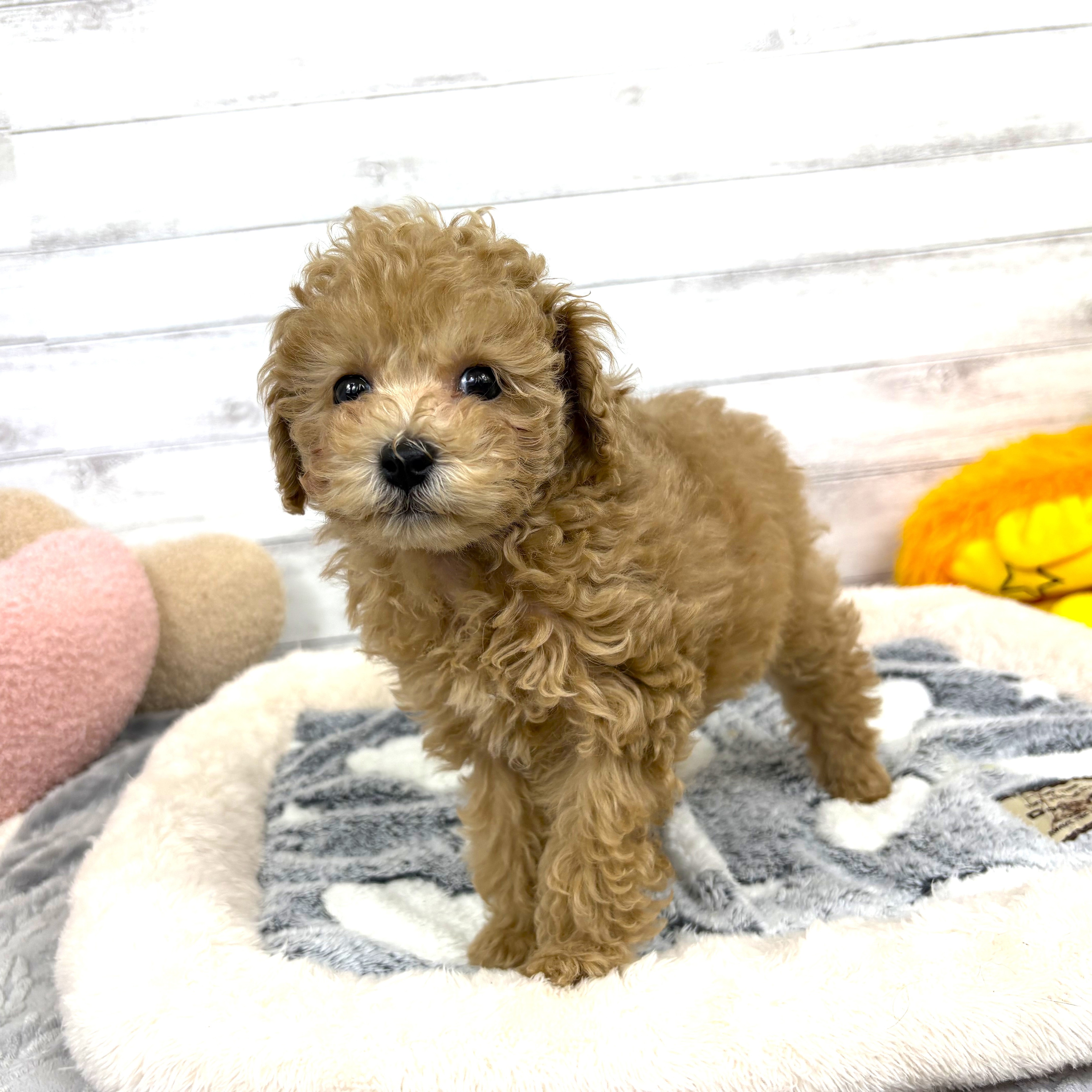 兵庫県のトイプードル(トイ) (犬の家＆猫の里川西店/2026年1月11日生まれ/女の子/ペールフォーン)の子犬の4枚目の画像