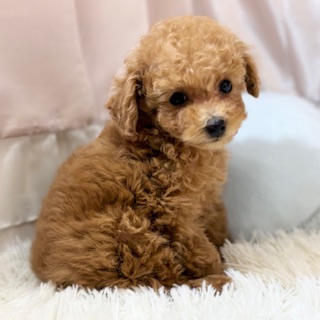 兵庫県のトイプードル(トイ) (犬の家＆猫の里カナート西神戸店/2026年1月11日生まれ/男の子/レッドフォーン)の子犬の1枚目の画像