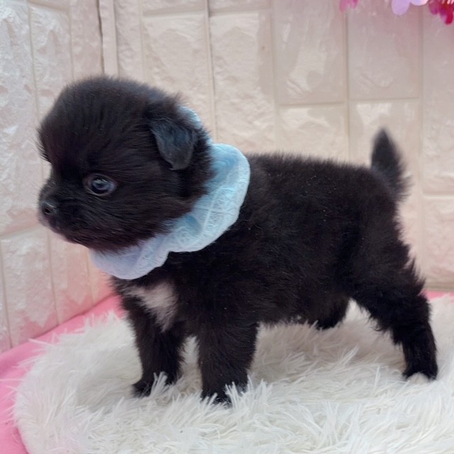 岡山県のハーフ犬・ミックス犬 (犬の家＆猫の里倉敷店/2026年1月10日生まれ/男の子/ブラックホワイト)の子犬の4枚目の画像