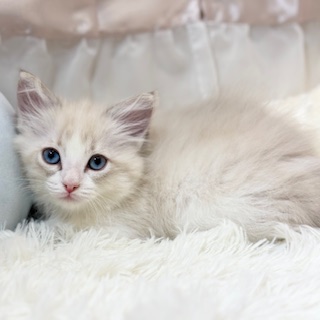 兵庫県のラグドール (犬の家＆猫の里カナート西神戸店/2026年1月11日生まれ/女の子/ブルーリンクスポイントバイカラー)の子猫の4枚目の画像