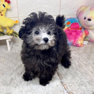 兵庫県のトイプードル(タイニー) (犬の家＆猫の里ゆめタウン姫路店/2025年12月13日生まれ/男の子/グレー)の子犬の1枚目の画像