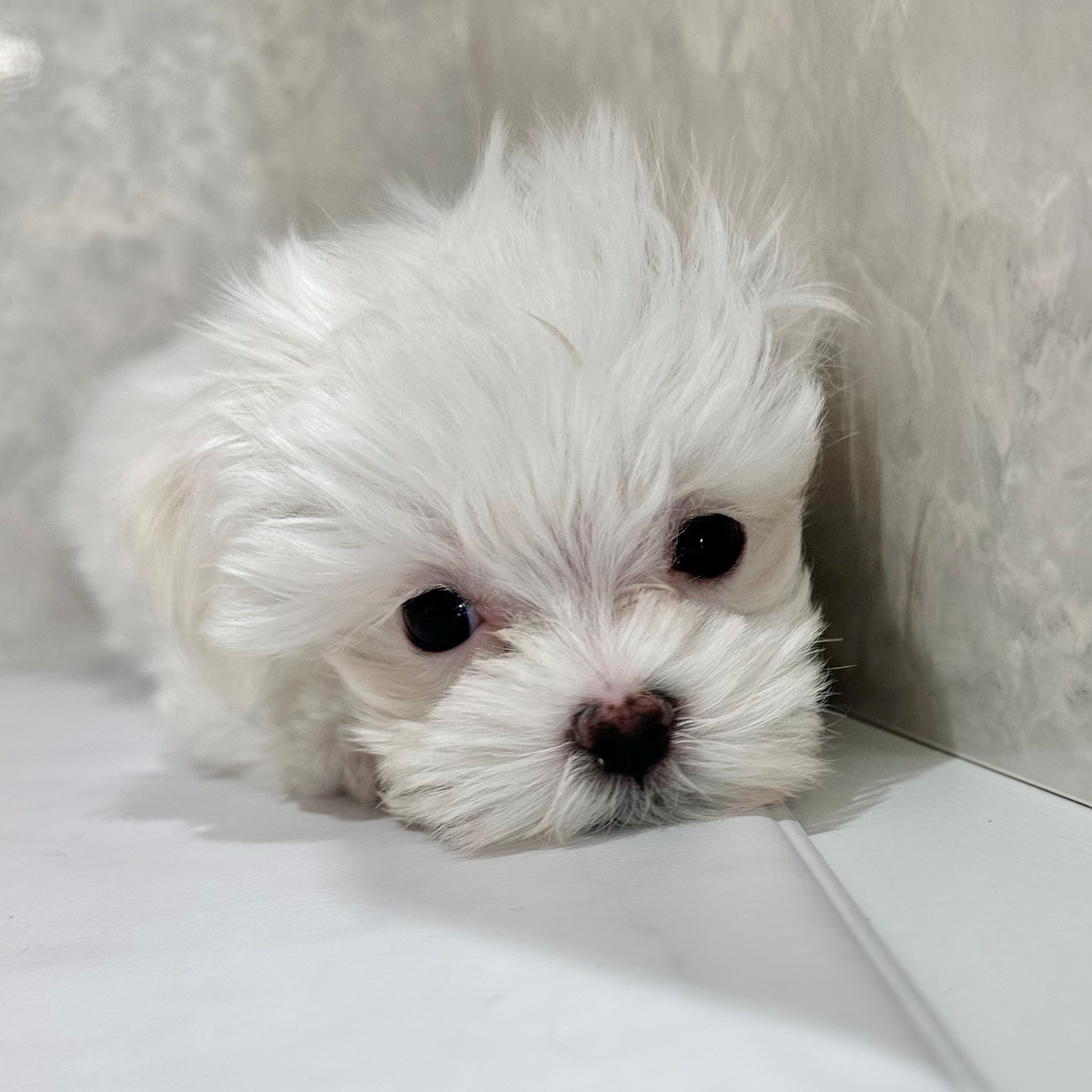 福岡県のマルチーズ (犬の家＆猫の里くりえいと宗像店/2026年1月8日生まれ/女の子/ホワイト)の子犬の1枚目の画像