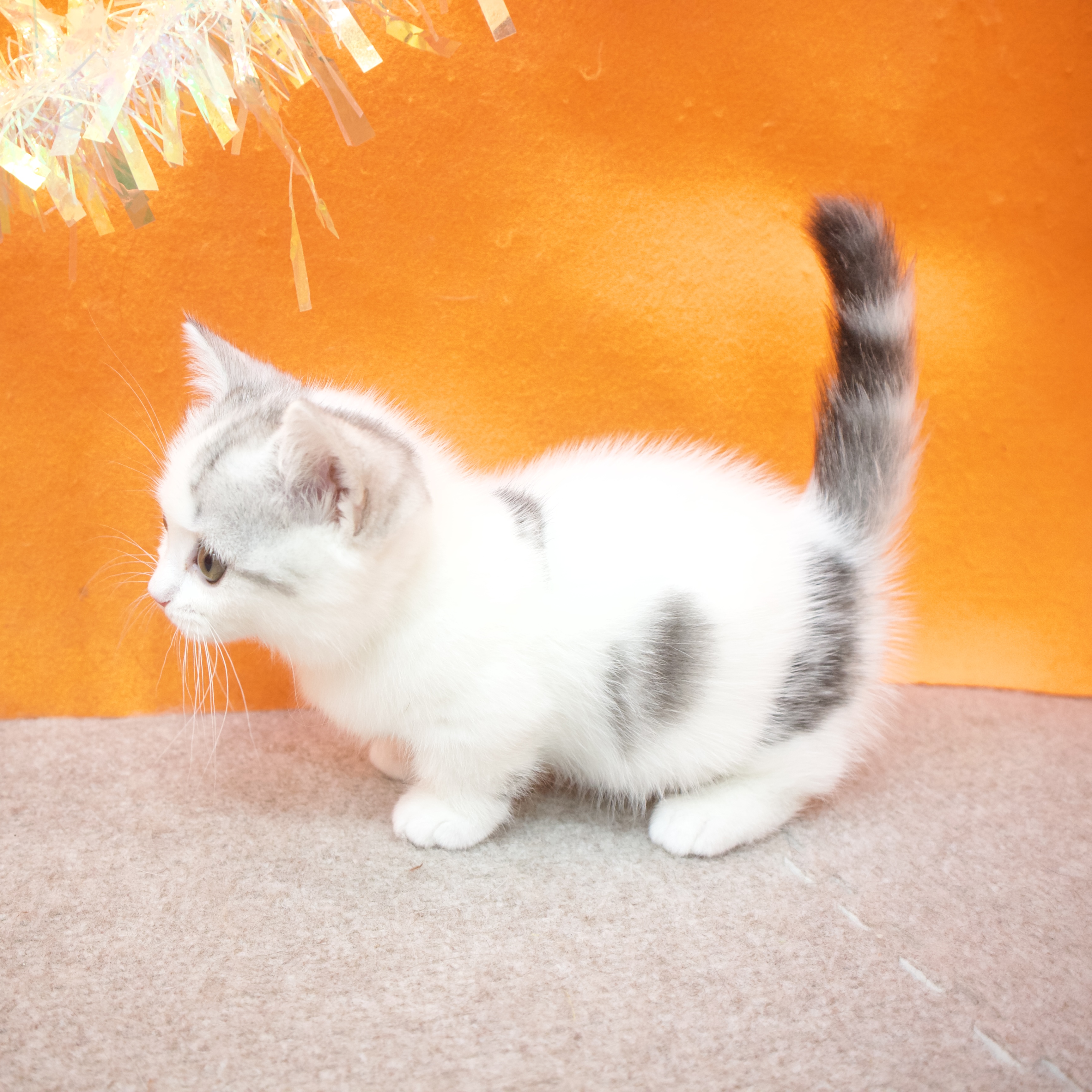 大阪府のマンチカン (犬の家＆猫の里吹田店/2026年1月7日生まれ/女の子/シルバータビーホワイト)の子猫の4枚目の画像