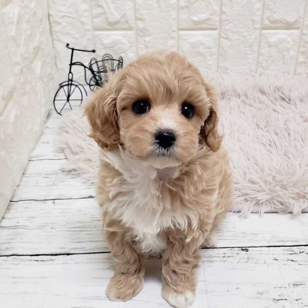 岡山県のマルプー(マルチーズ×プードル) (犬の家＆猫の里岡山店/2026年1月10日生まれ/女の子/アプリコットホワイト)の子犬の1枚目の画像