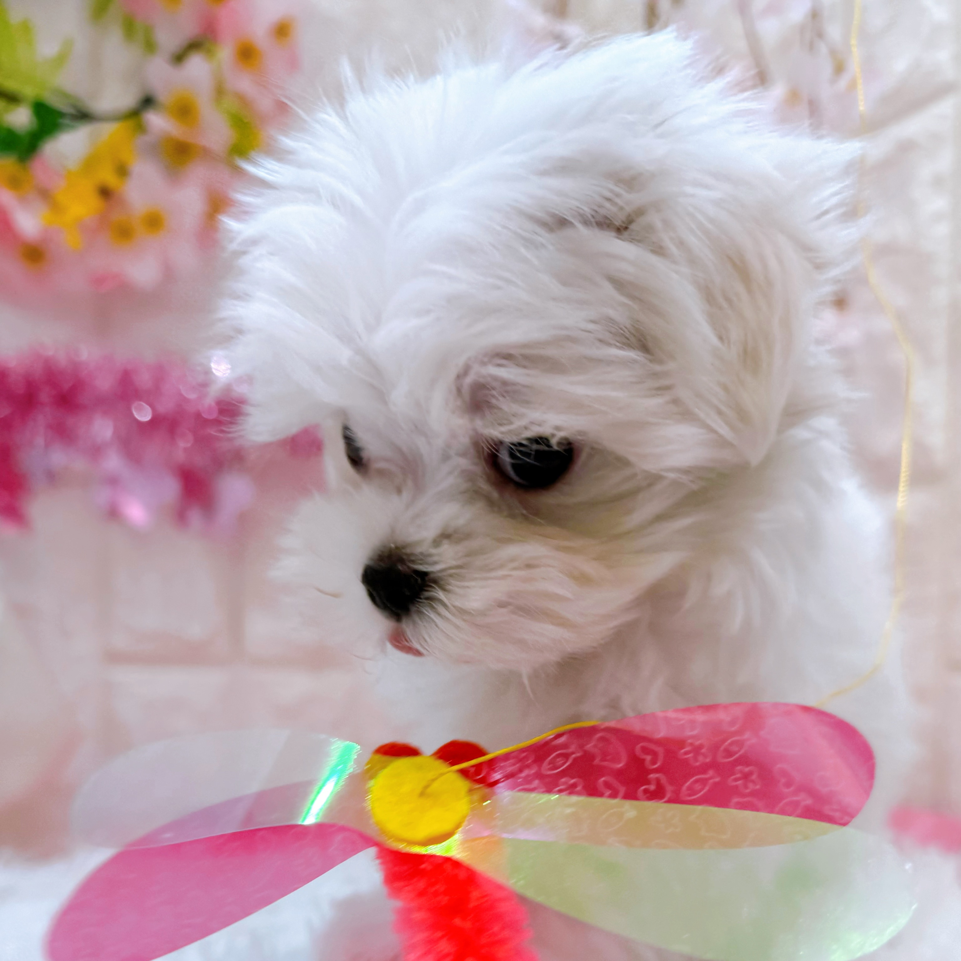 岡山県のマルチーズ (犬の家＆猫の里倉敷店/2026年1月8日生まれ/女の子/ホワイト)の子犬の4枚目の画像