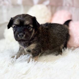 兵庫県のチワックス(チワワ×ダックス) (犬の家＆猫の里カナート西神戸店/2026年1月10日生まれ/女の子/レッド)の子犬の4枚目の画像