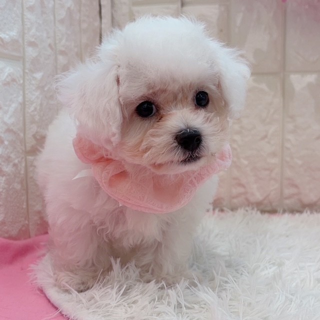 岡山県のビションフリーゼ (犬の家＆猫の里倉敷店/2026年1月11日生まれ/男の子/ホワイト)の子犬の4枚目の画像