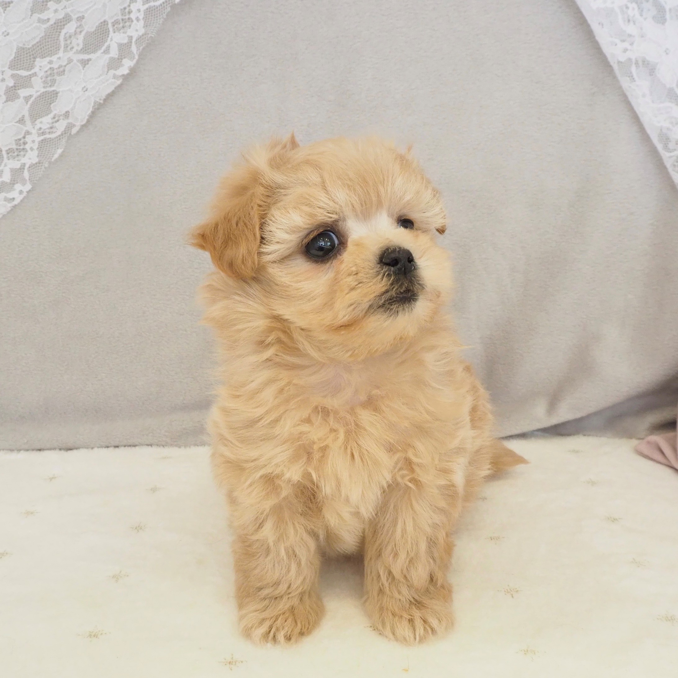 大阪府のマルプー(マルチーズ×プードル) (犬の家＆猫の里もりのみやキューズモールBASE店/2026年1月8日生まれ/女の子/アプリコット)の子犬の4枚目の画像