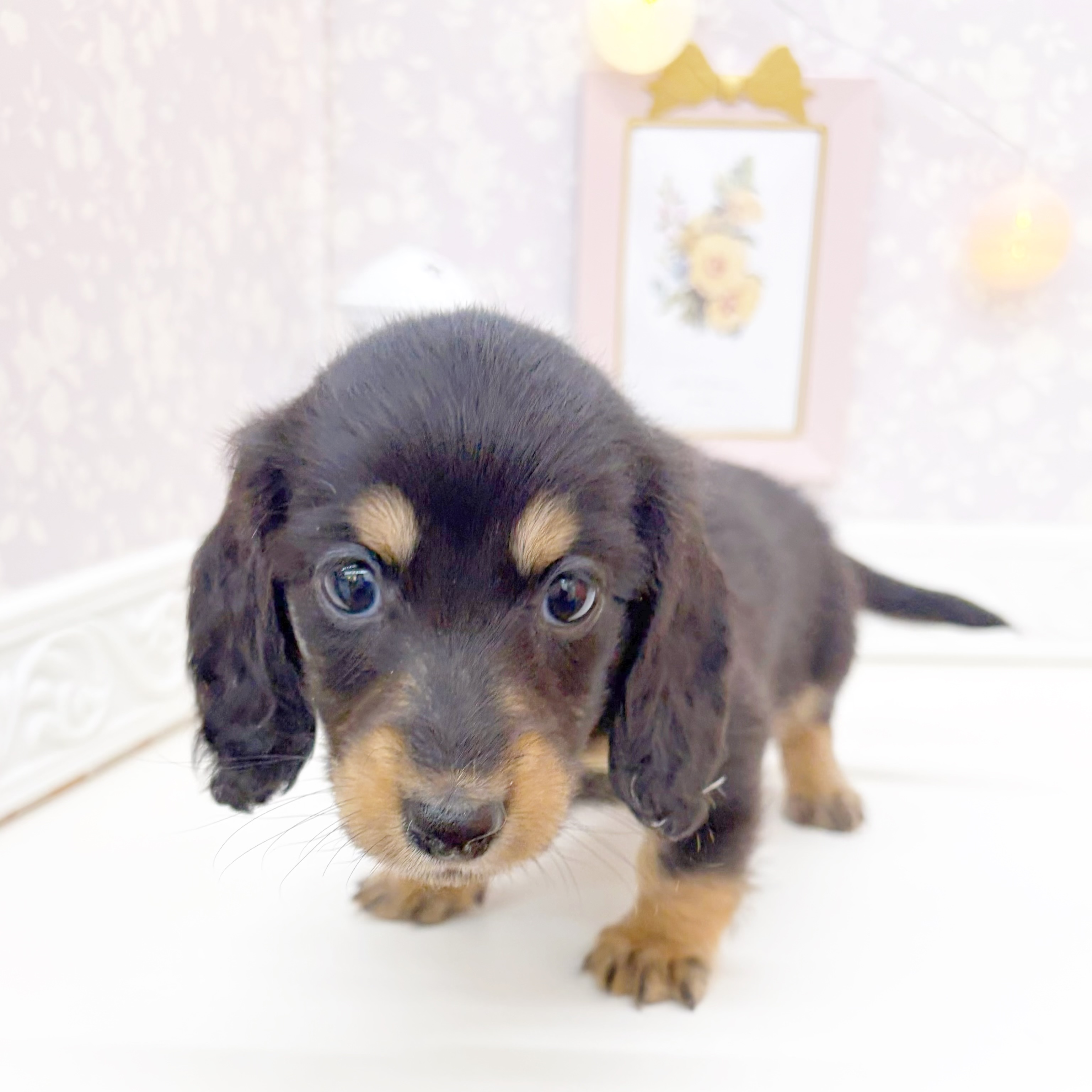 富山県のミニチュアダックスフンド(ロング) (犬の家＆猫の里富山店/2026年1月10日生まれ/女の子/ブラックタン)の子犬の4枚目の画像