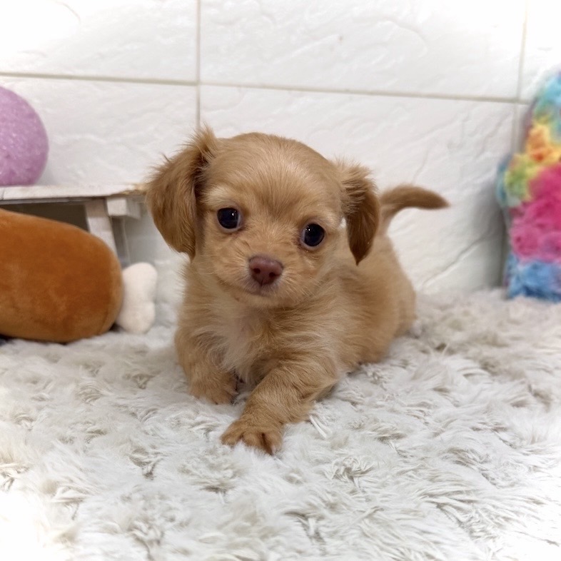 兵庫県のチワックス(チワワ×ダックス) (犬の家＆猫の里ゆめタウン姫路店/2026年1月9日生まれ/女の子/クリームホワイト)の子犬の4枚目の画像