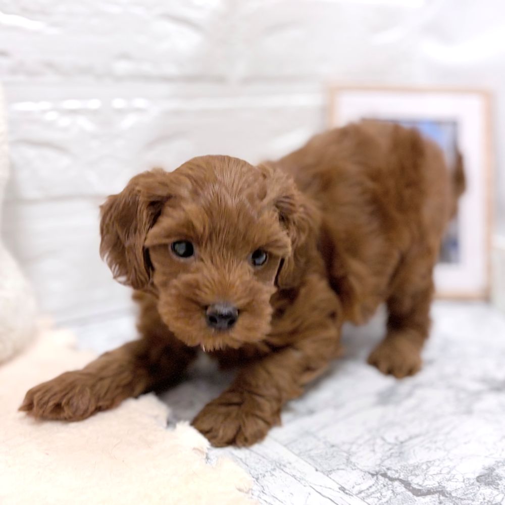 愛知県のヨープー(ヨークシャーテリア×プードル) (犬の家＆猫の里豊田店/2026年7月5日生まれ/女の子/レッド)の子犬の4枚目の画像