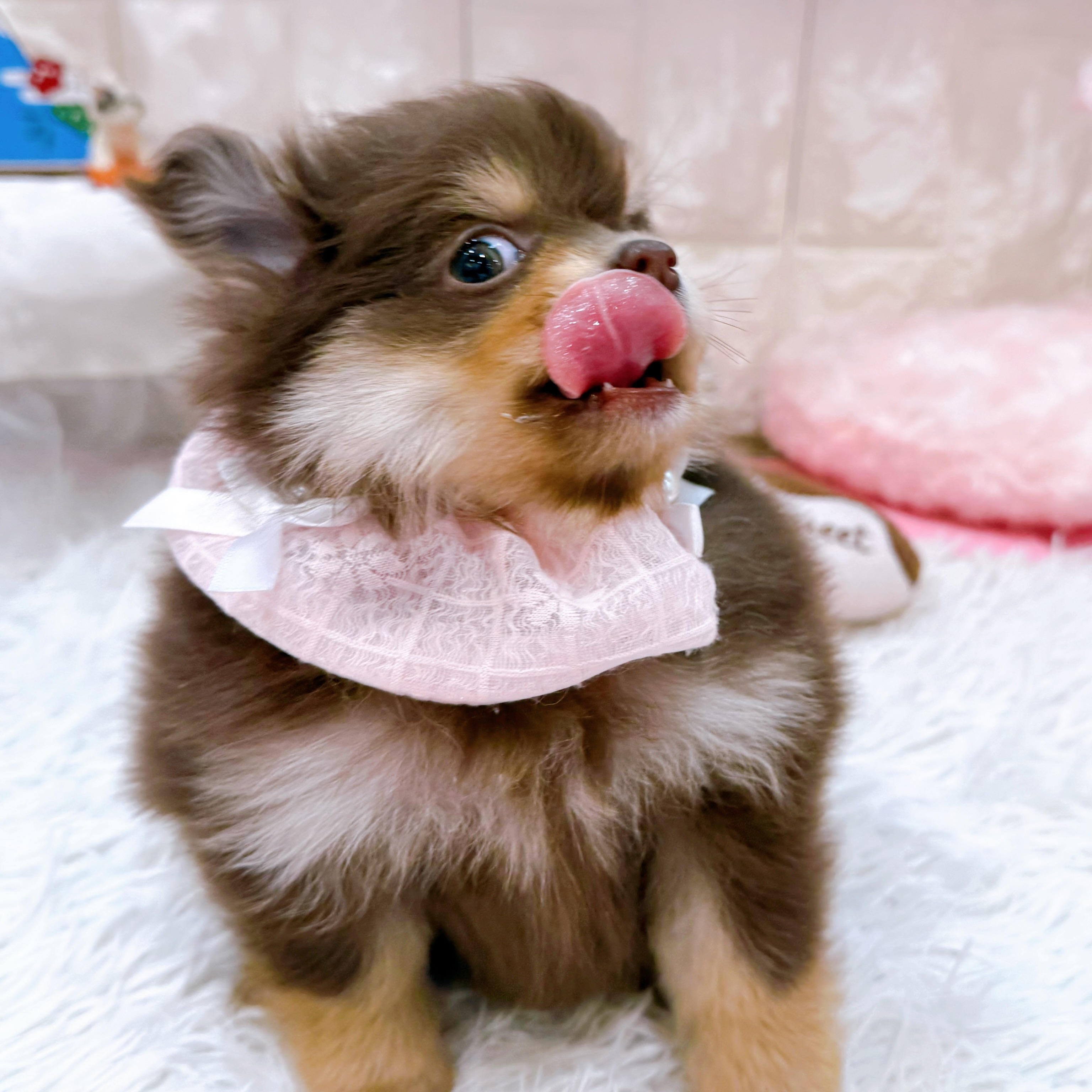 岡山県のポメチワ/チワポメ/ポメチー(ポメラニアン×チワワ) (犬の家＆猫の里倉敷店/2026年1月10日生まれ/女の子/チョコレートタン)の子犬の4枚目の画像