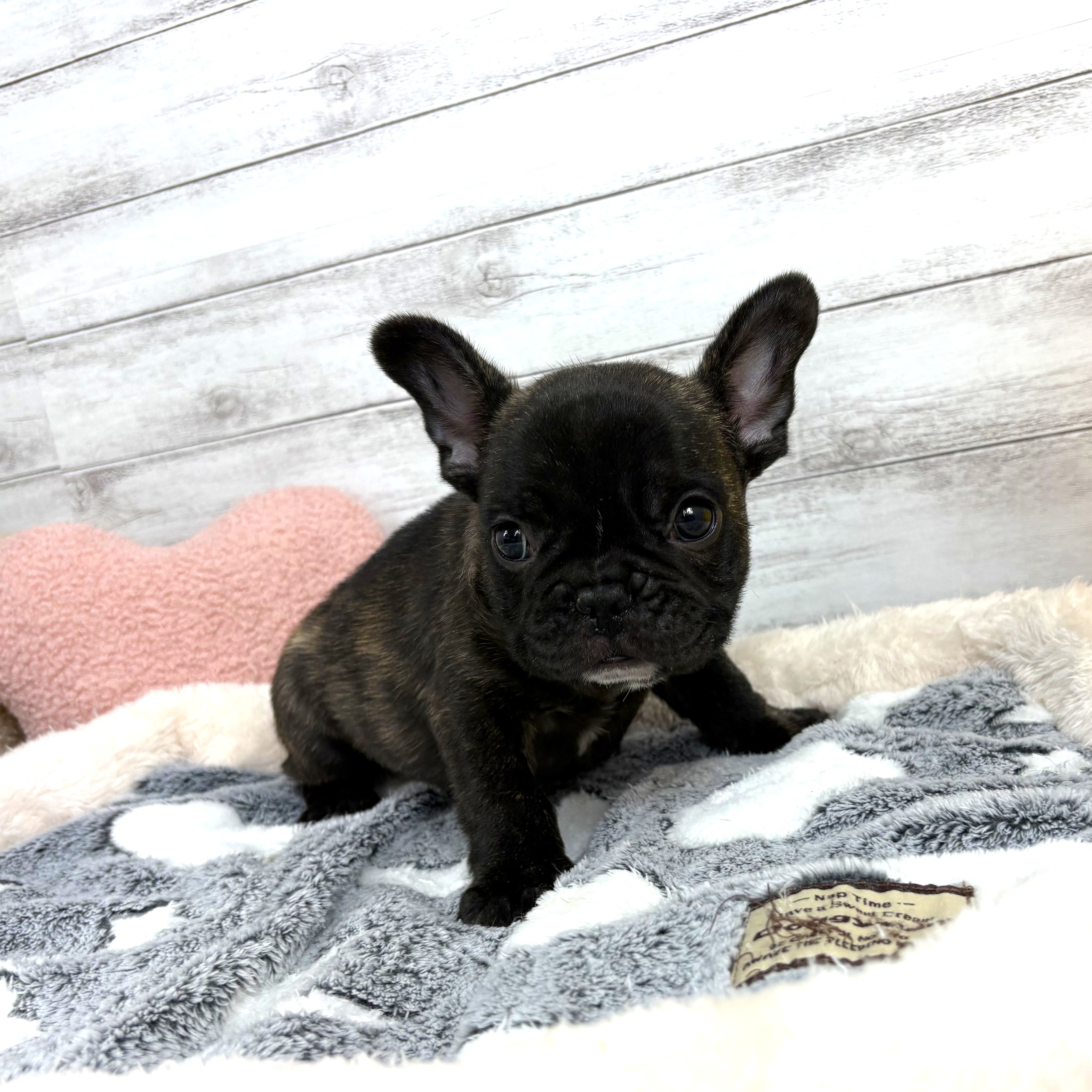 兵庫県のフレンチブルドッグ (犬の家＆猫の里川西店/2026年1月10日生まれ/男の子/ブリンドル)の子犬の4枚目の画像