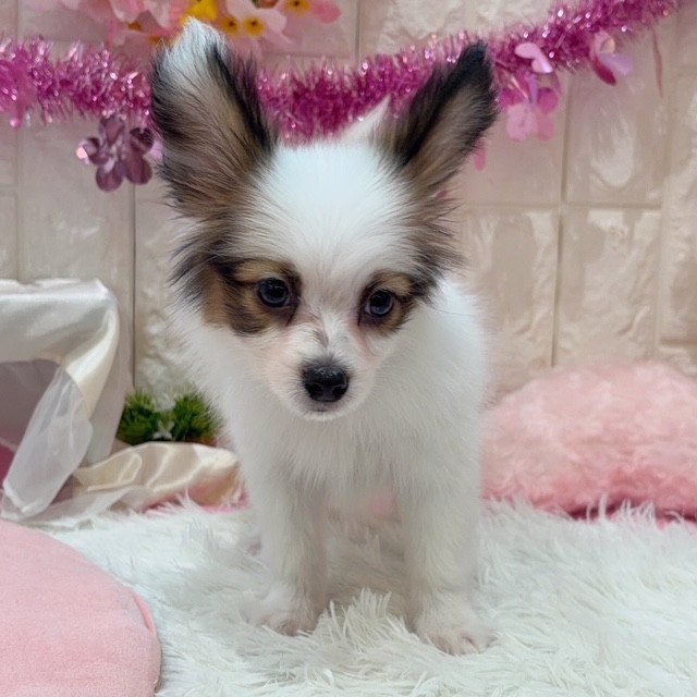 岡山県のパピヨン (犬の家＆猫の里倉敷店/2026年1月10日生まれ/男の子/ホワイトブラウン)の子犬の4枚目の画像