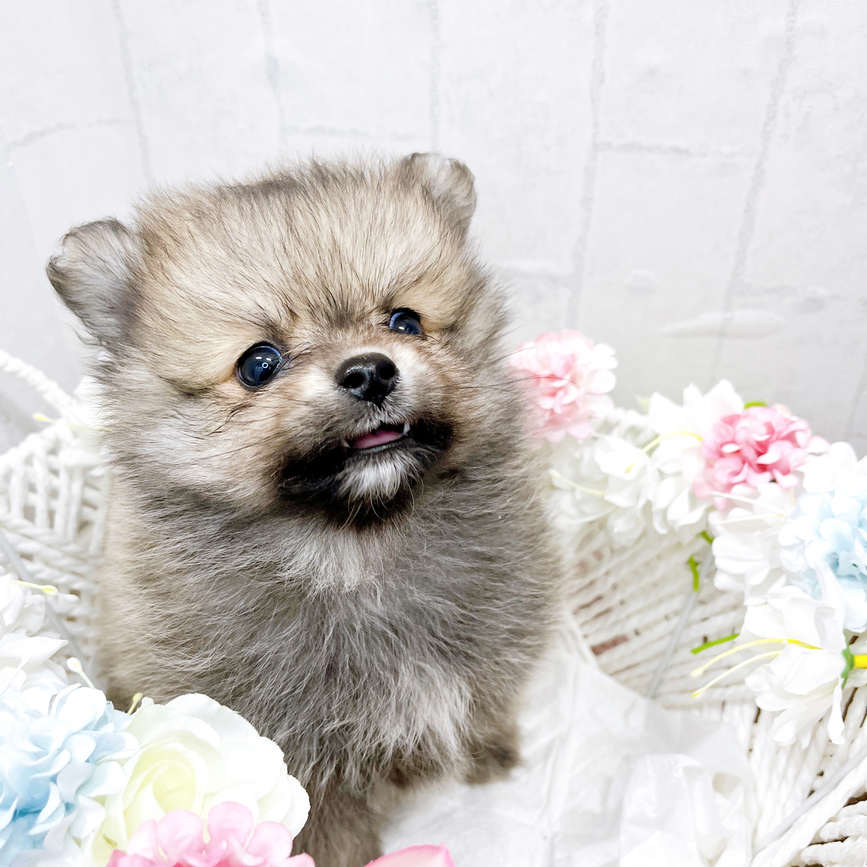 石川県のポメラニアン (犬の家＆猫の里アミーゴ金沢有松店/2026年1月10日生まれ/男の子/ウルフセーブル)の子犬の4枚目の画像