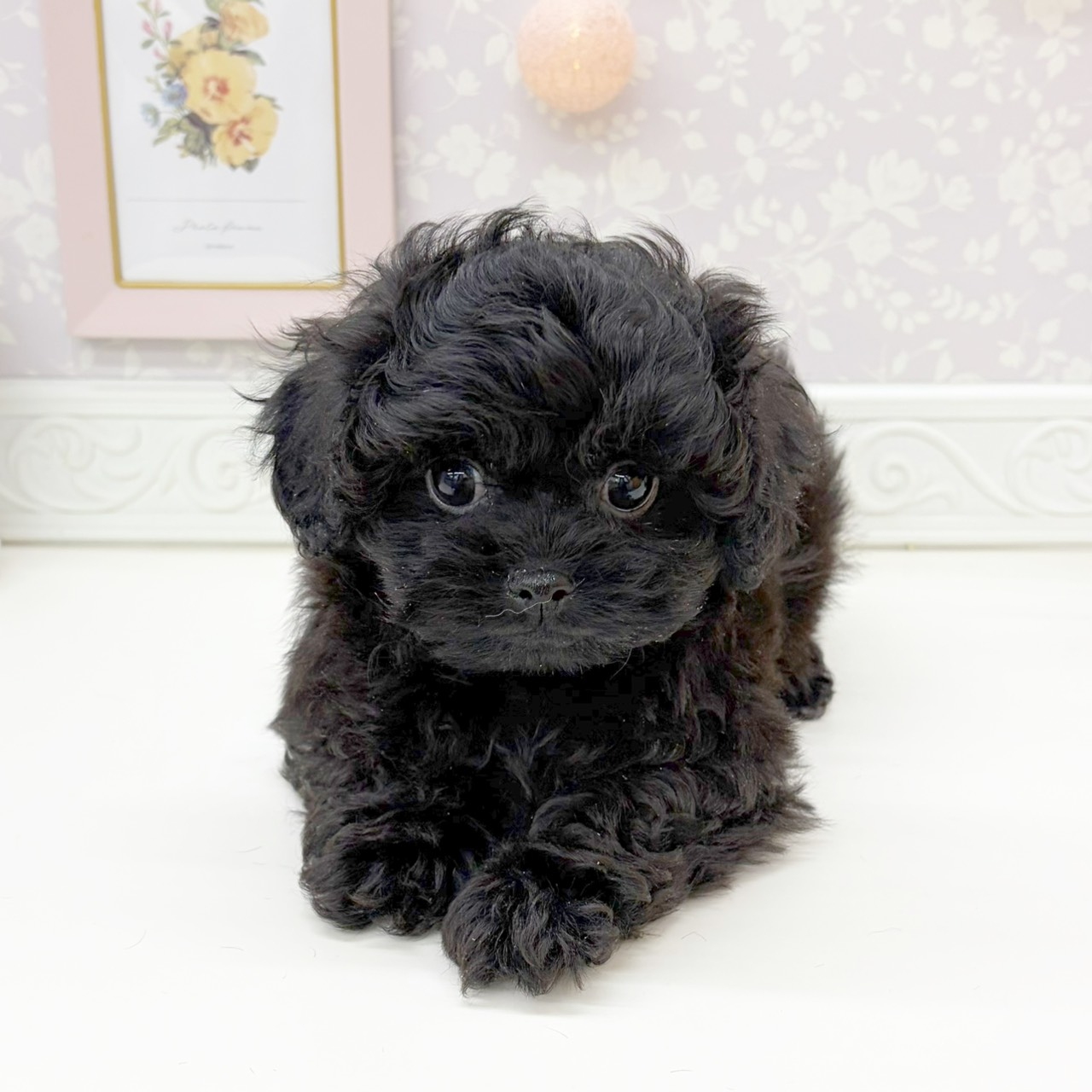 富山県のペキプー(ペキニーズ×プードル) (犬の家＆猫の里富山店/2026年1月8日生まれ/男の子/ブラック)の子犬の4枚目の画像