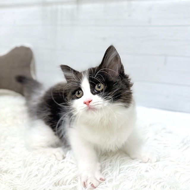 愛知県のラガマフィン (犬の家＆猫の里豊田店/2026年1月7日生まれ/女の子/ブラックホワイト)の子猫の4枚目の画像