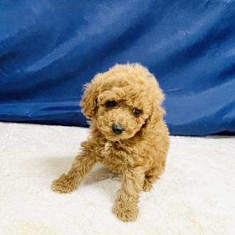 愛知県のトイプードル(トイ) (犬の家＆猫の里一宮店/2026年1月10日生まれ/男の子/レッド)の子犬の4枚目の画像