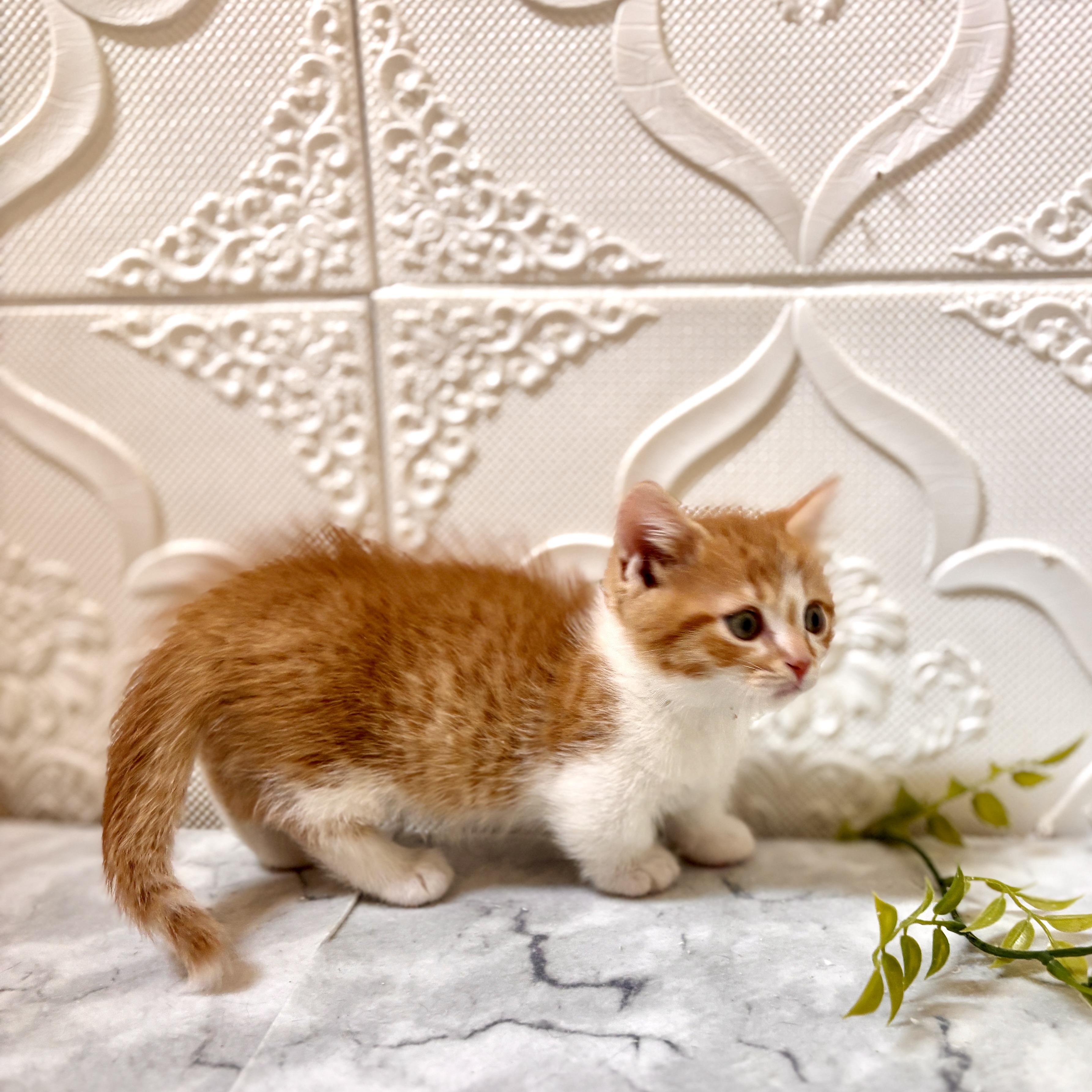 愛知県のマンチカン (犬の家＆猫の里岡崎店/2026年1月9日生まれ/男の子/レッドマッカレルタビーホワイト)の子猫の4枚目の画像