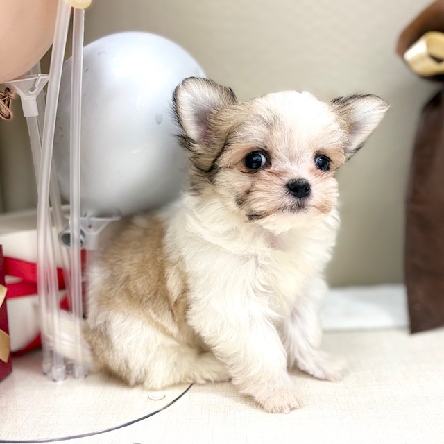 千葉県のチワマル/マルチワ(チワワ×マルチーズ) (犬の家＆猫の里ワンズモール稲毛店/2026年1月13日生まれ/女の子/パーティーカラー)の子犬の4枚目の画像