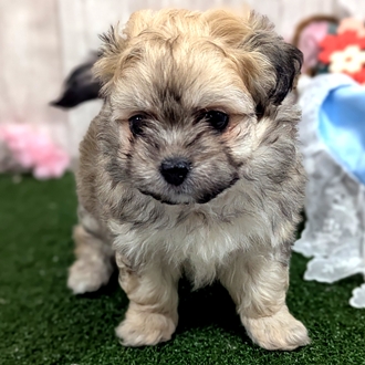 神奈川県のペキプー(ペキニーズ×プードル) (犬の家＆猫の里小田原店/2026年1月11日生まれ/男の子/フォーン)の子犬の4枚目の画像