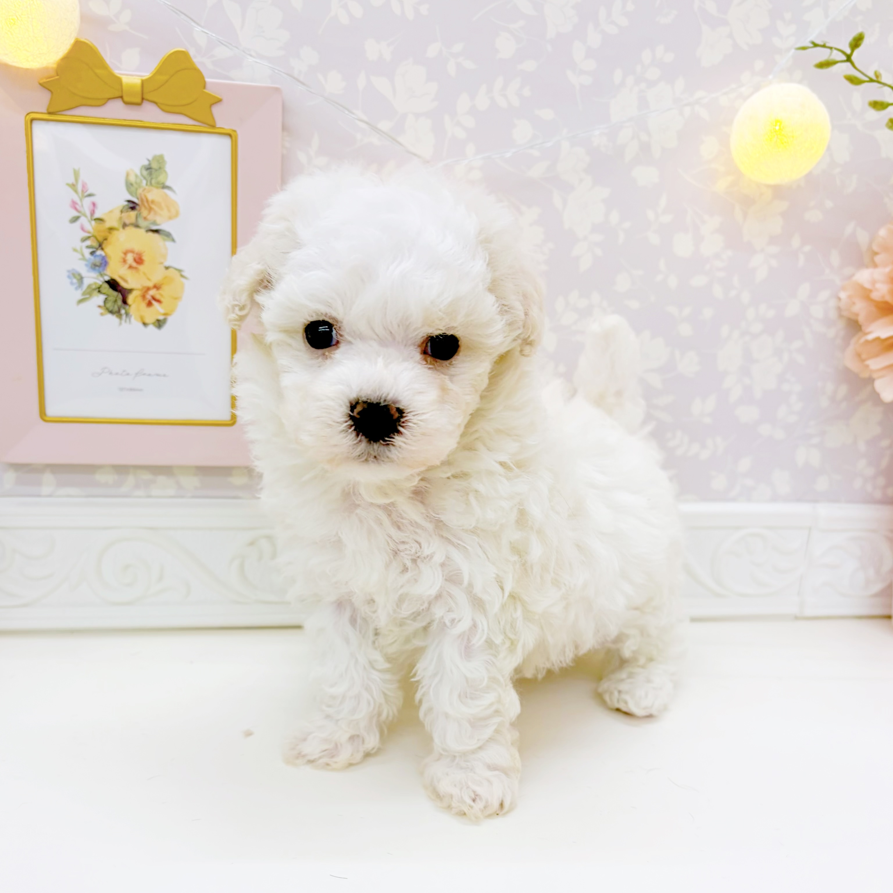 富山県のビションプー(ビションフリーゼ×プードル) (犬の家＆猫の里富山店/2026年1月12日生まれ/男の子/ホワイト)の子犬の4枚目の画像