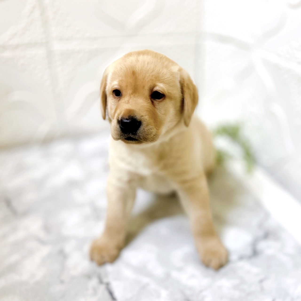 愛知県のラブラドールレトリーバー (犬の家＆猫の里岡崎店/2026年1月10日生まれ/男の子/イエロー)の子犬の4枚目の画像