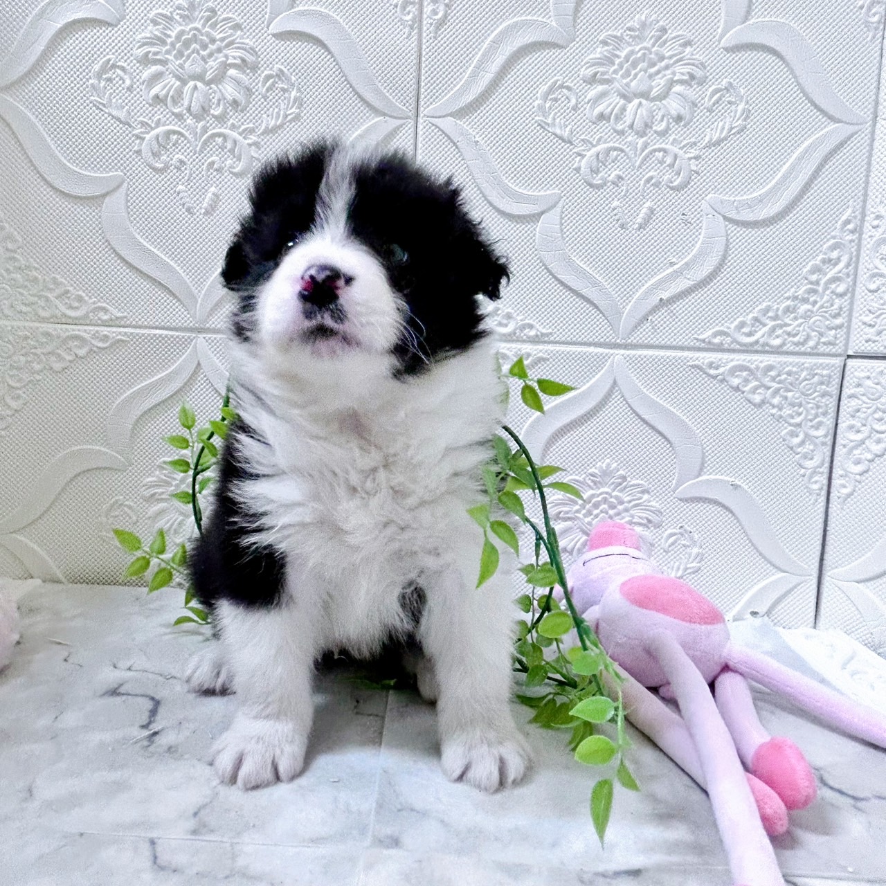 愛知県のボーダーコリー (犬の家＆猫の里岡崎店/2026年1月10日生まれ/男の子/ブラックホワイト)の子犬の4枚目の画像