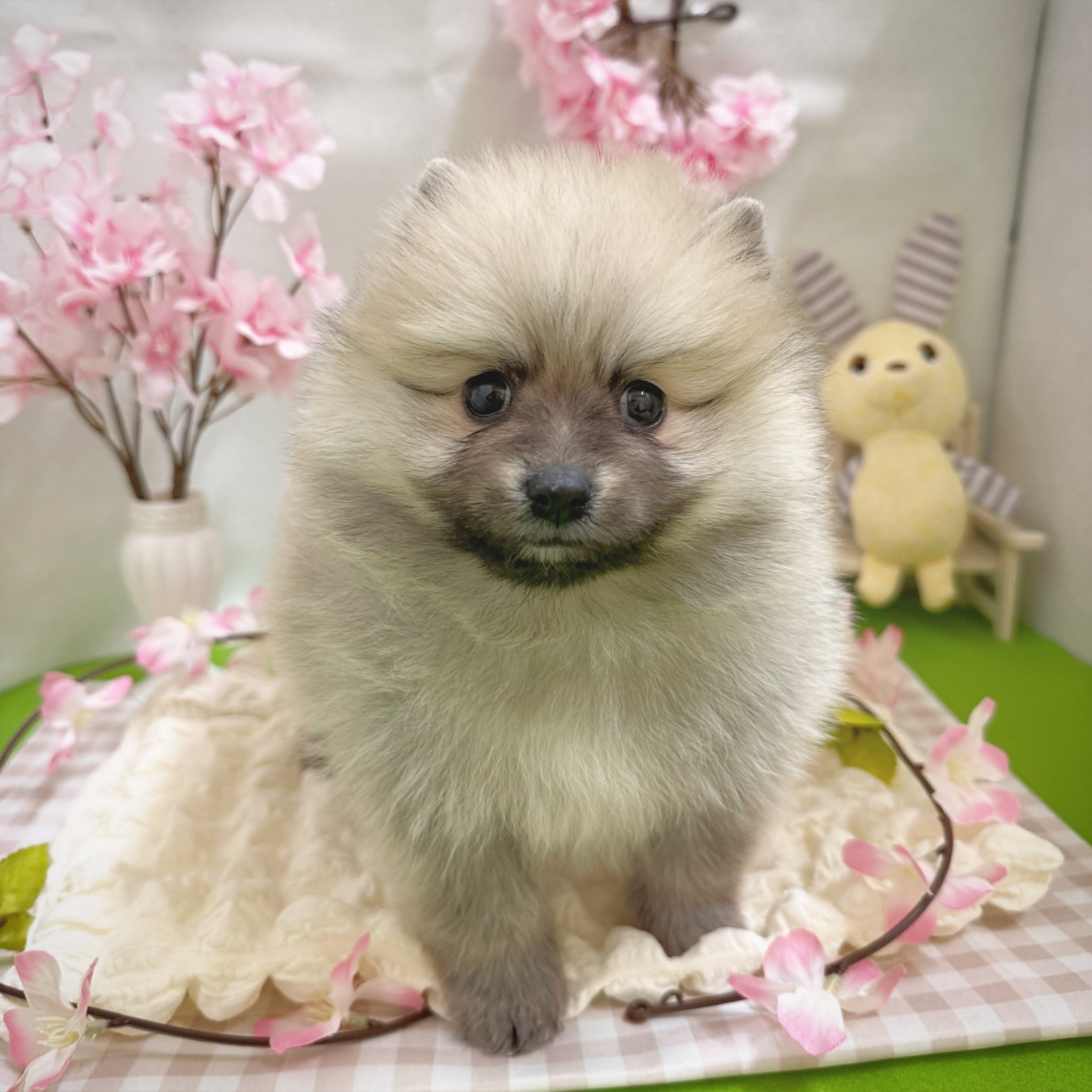 静岡県のポメラニアン (犬の家＆猫の里藤枝店/2026年1月13日生まれ/男の子/オレンジ)の子犬の4枚目の画像