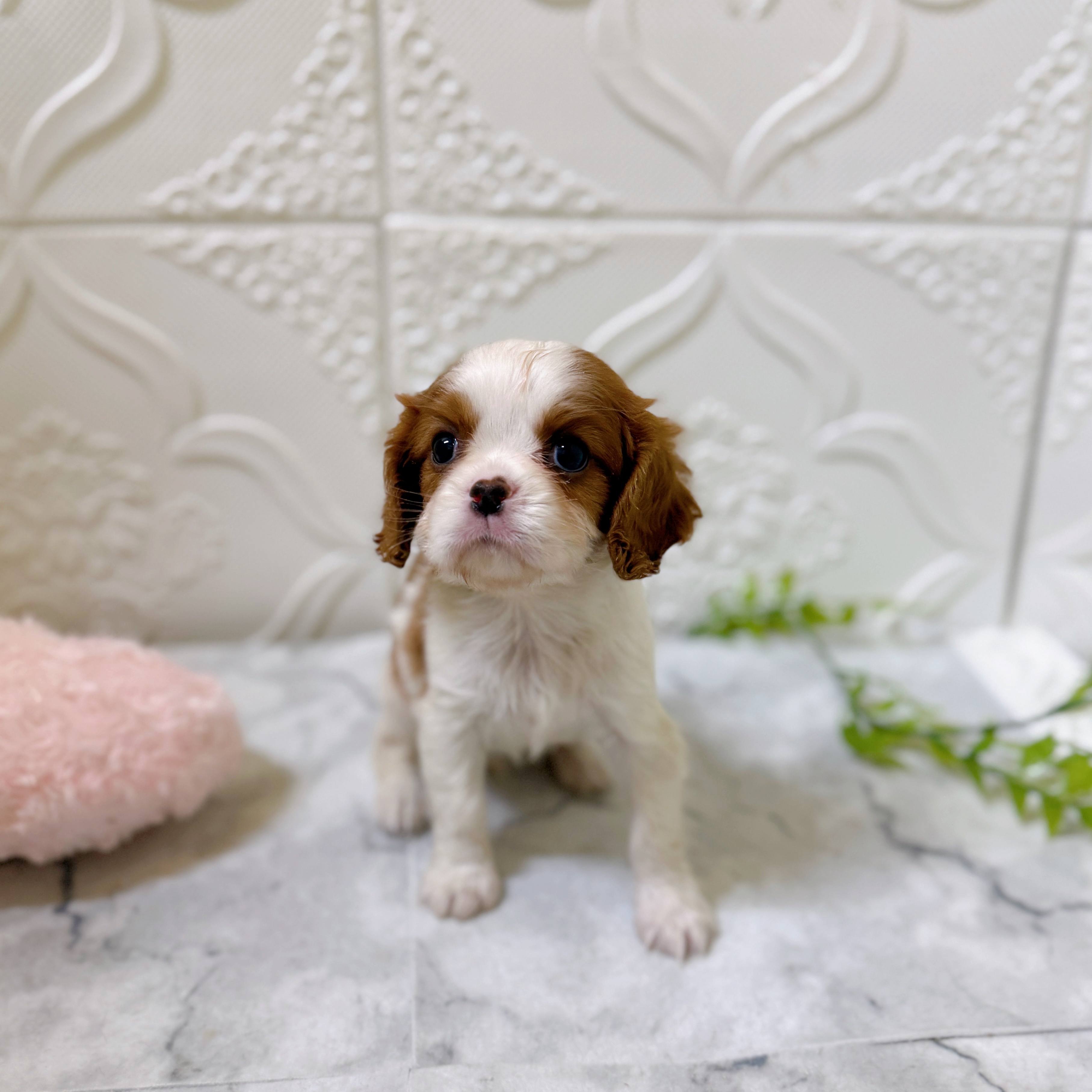 愛知県のキャバリアキングチャールズスパニエル (犬の家＆猫の里岡崎店/2026年1月10日生まれ/女の子/ブレンハイム)の子犬の4枚目の画像