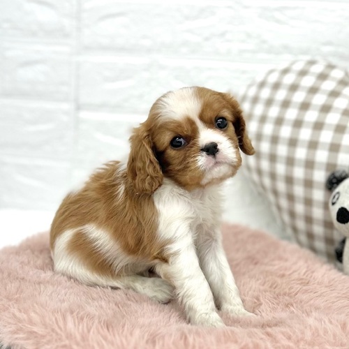 愛知県のキャバリアキングチャールズスパニエル (犬の家＆猫の里豊川インター店/2026年1月10日生まれ/女の子/ブレンハイム)の子犬の4枚目の画像