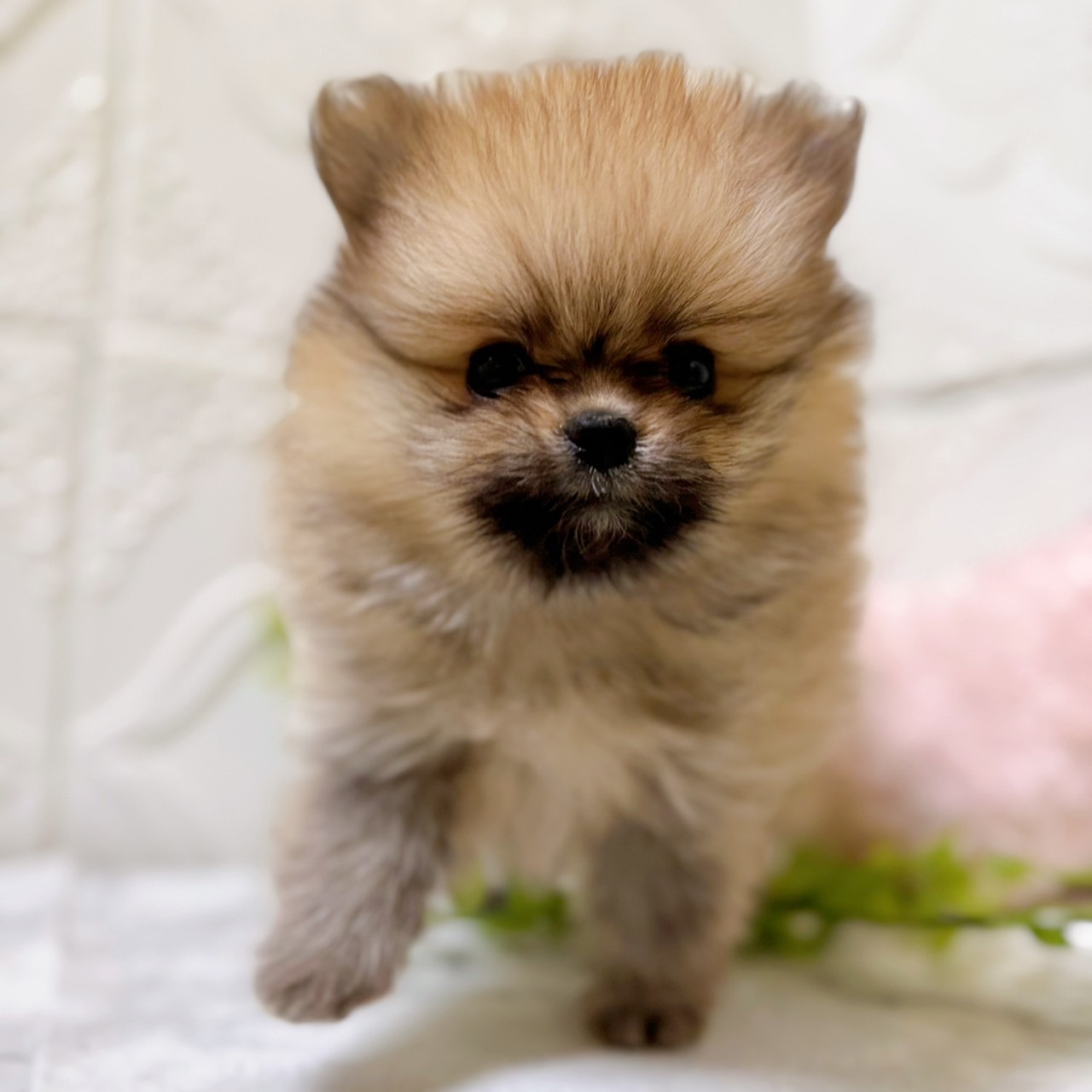 愛知県のポメラニアン (犬の家＆猫の里岡崎店/2026年1月8日生まれ/女の子/オレンジ)の子犬の4枚目の画像