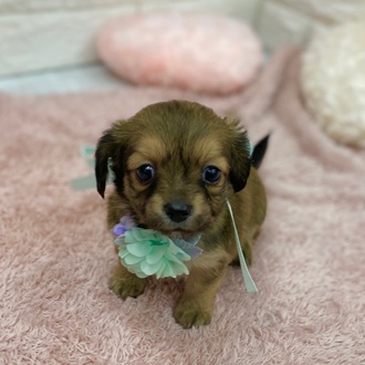 ハーフ犬女の子の写真