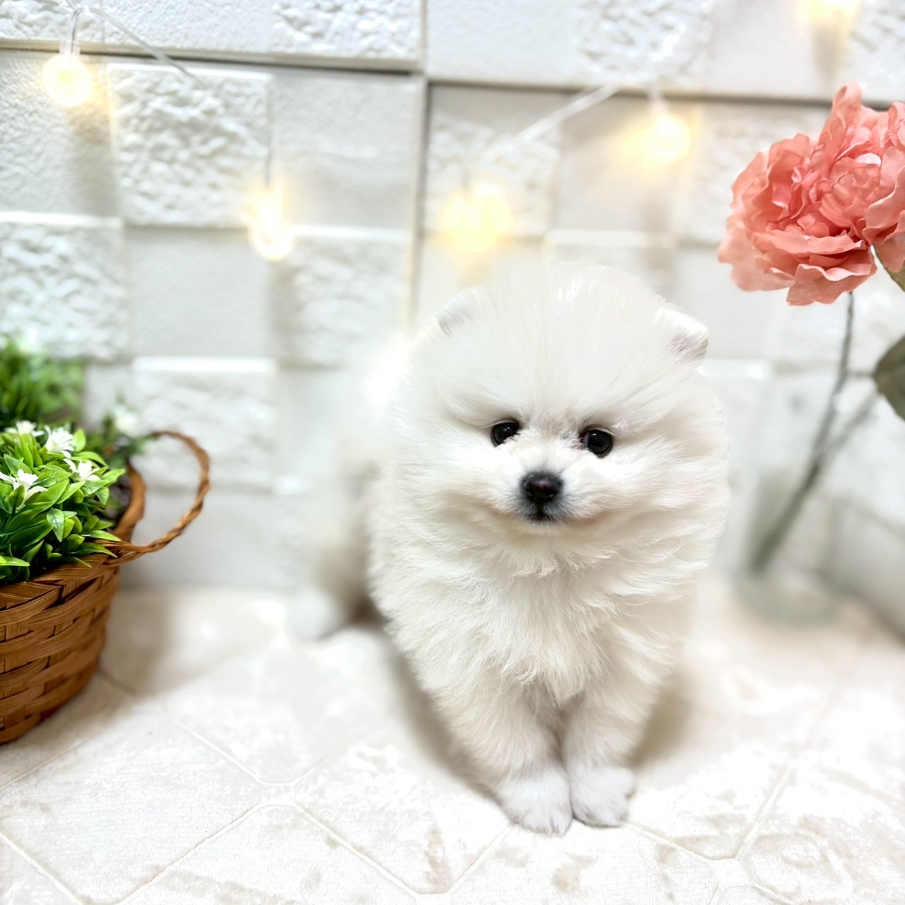 東京都のポメラニアン (犬の家＆猫の里ペットフォレスト小平店/2026年1月12日生まれ/男の子/ホワイト)の子犬の4枚目の画像