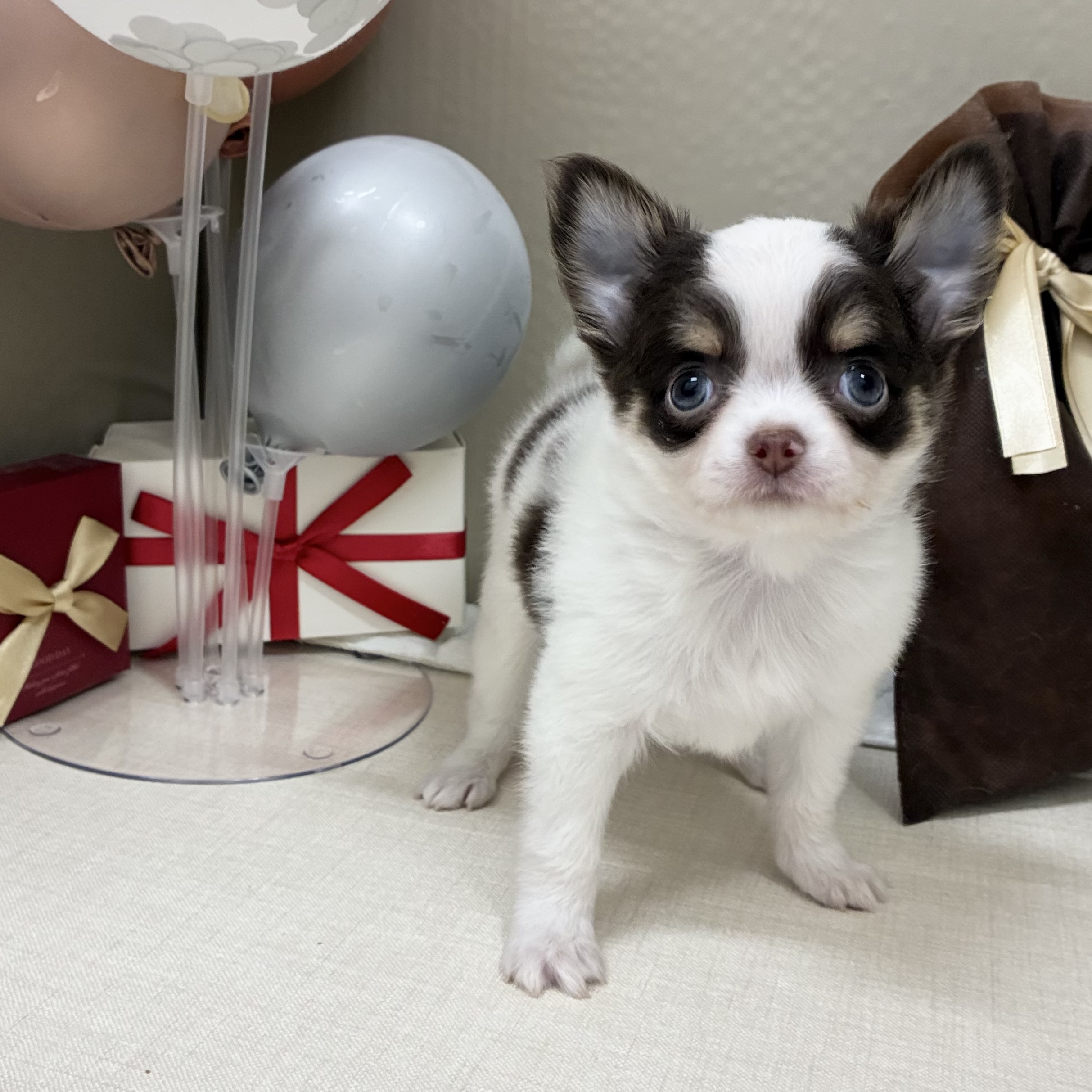 千葉県のチワワ(ロング) (犬の家＆猫の里ワンズモール稲毛店/2026年1月13日生まれ/男の子/ホワイトチョコレートタン)の子犬の4枚目の画像