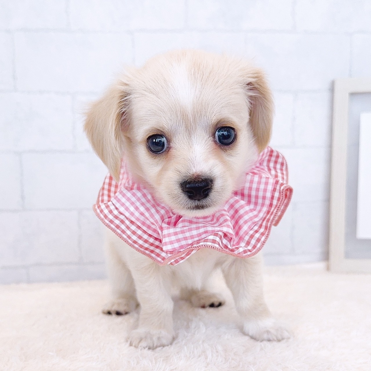 石川県のチワックス(チワワ×ダックス) (犬の家＆猫の里金沢店/2026年1月11日生まれ/女の子/イエロー)の子犬の4枚目の画像