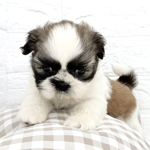 愛知県のシーズー (犬の家＆猫の里豊川インター店/2026年1月12日生まれ/男の子/ホワイトゴールド)の子犬の4枚目の画像