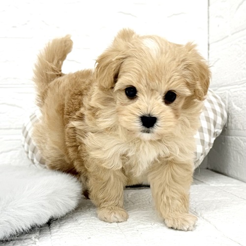 愛知県のマルプー(マルチーズ×プードル) (犬の家＆猫の里豊川インター店/2026年1月13日生まれ/男の子/アプリコット)の子犬の4枚目の画像