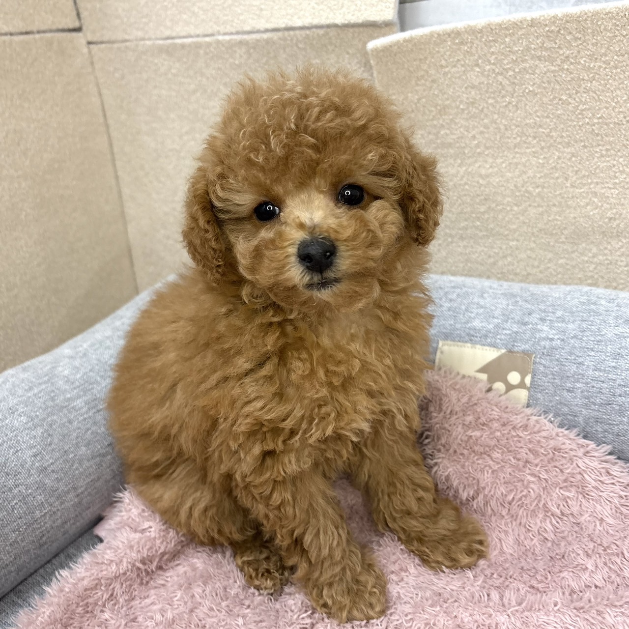 長野県のトイプードル(トイ) (犬の家＆猫の里塩尻店/2026年1月10日生まれ/女の子/アプリコット)の子犬の4枚目の画像