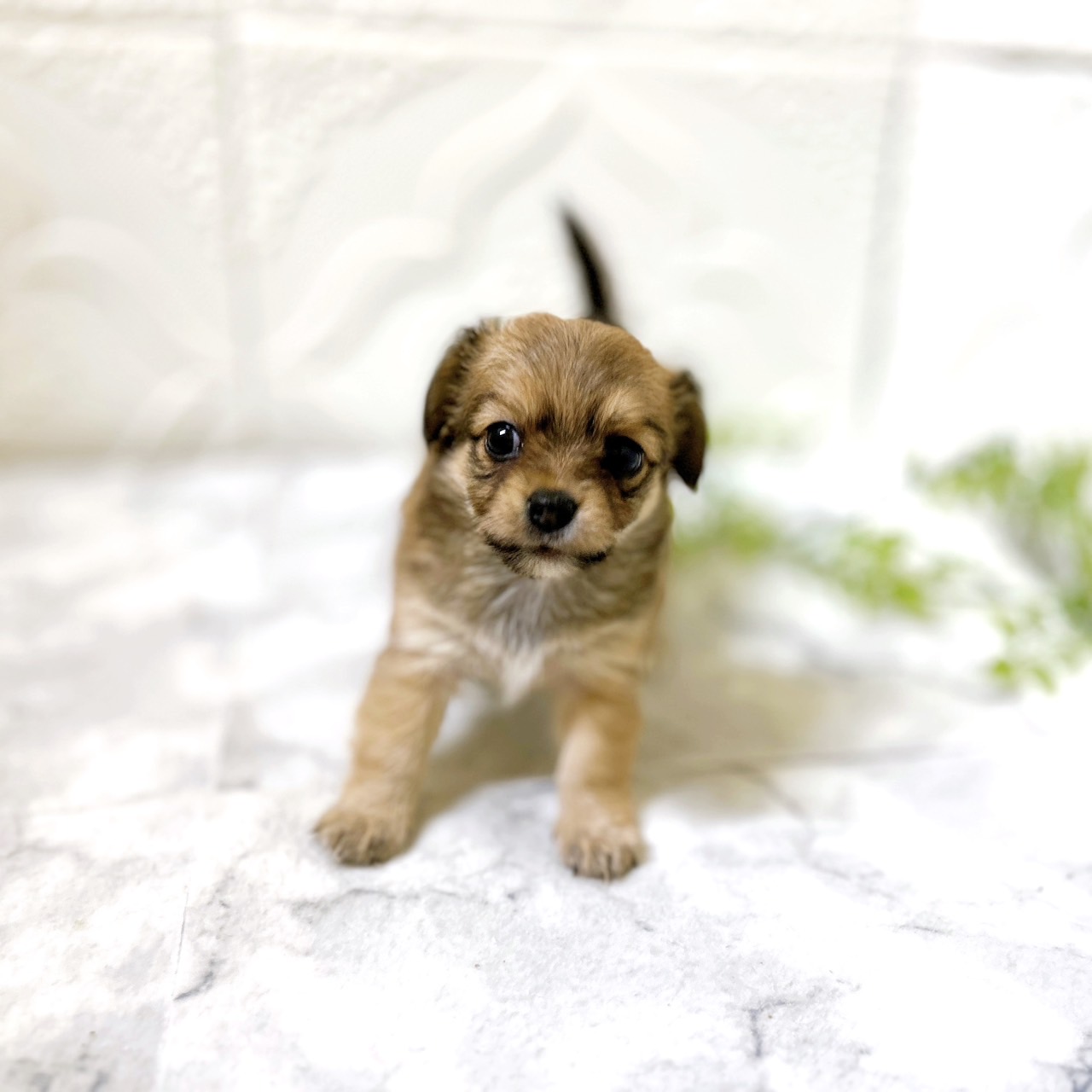 愛知県のチワックス(チワワ×ダックス) (犬の家＆猫の里岡崎店/2026年1月12日生まれ/女の子/レッド)の子犬の4枚目の画像