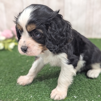神奈川県のキャバリアキングチャールズスパニエル (犬の家＆猫の里小田原店/2026年1月13日生まれ/女の子/トライカラー)の子犬の4枚目の画像